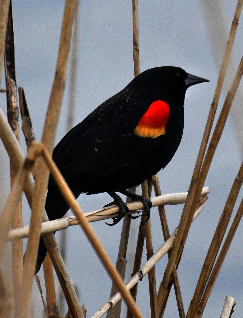 Red Wing BlackBird