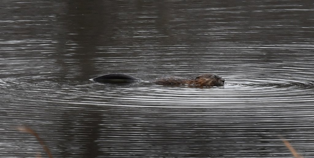 Beaver