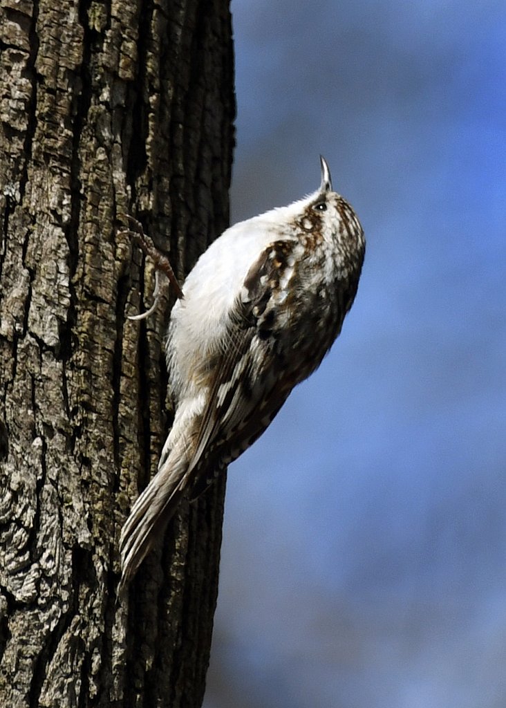 Brown Creeper