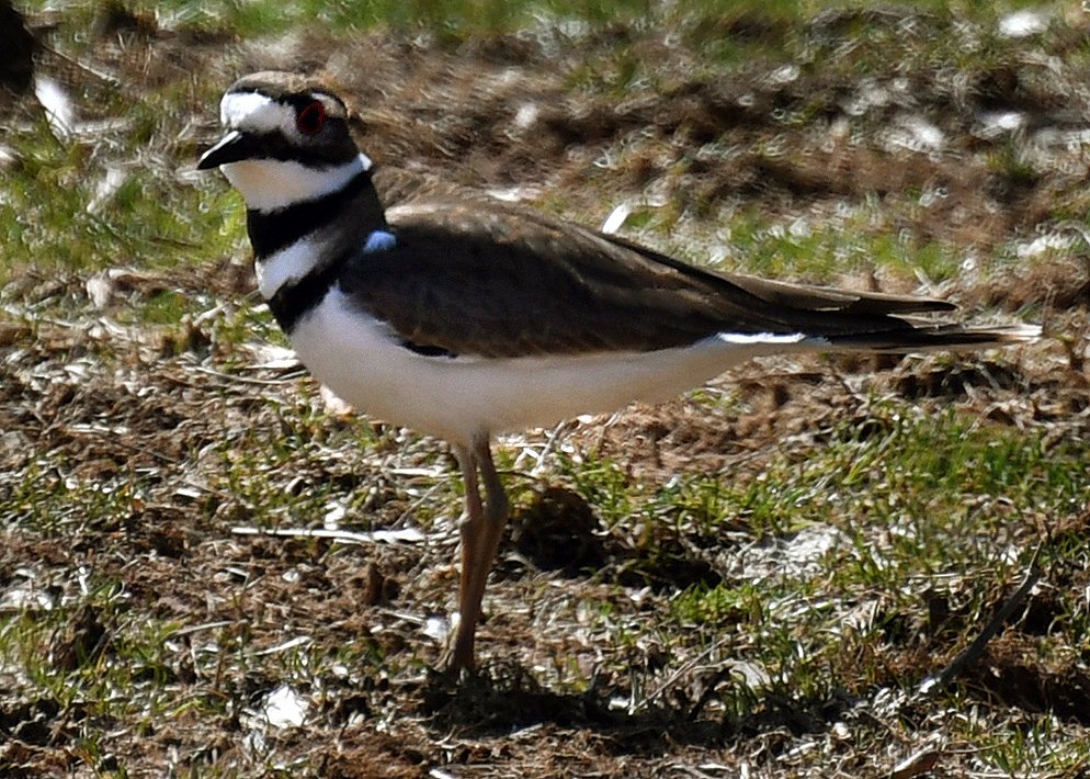 Killdeer