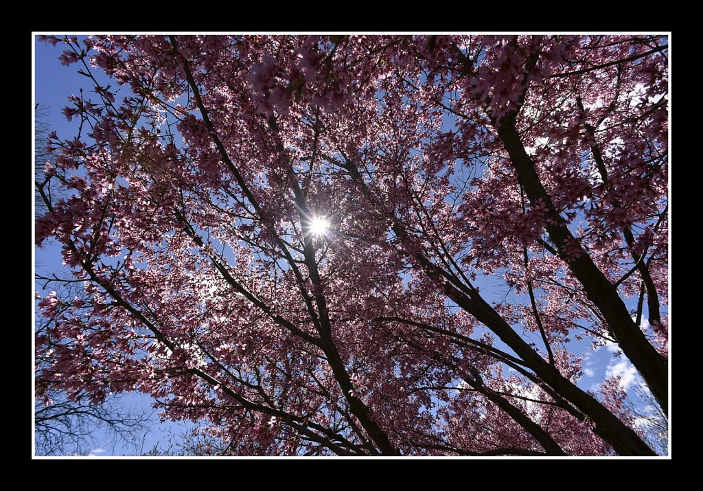 Branch Brook Park