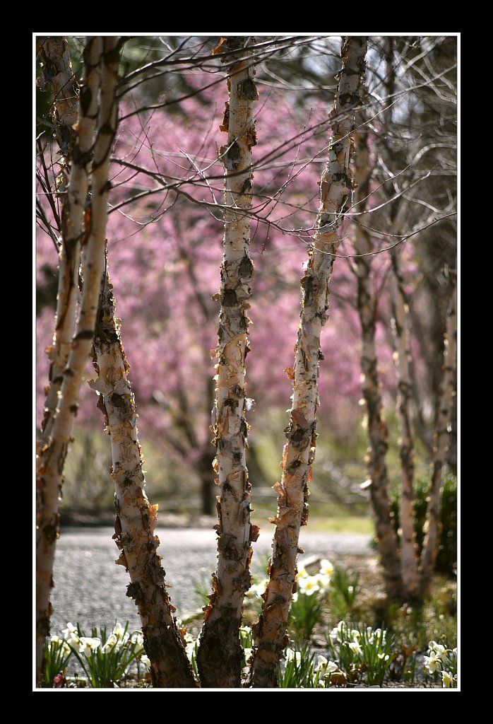 Branch Brook Park