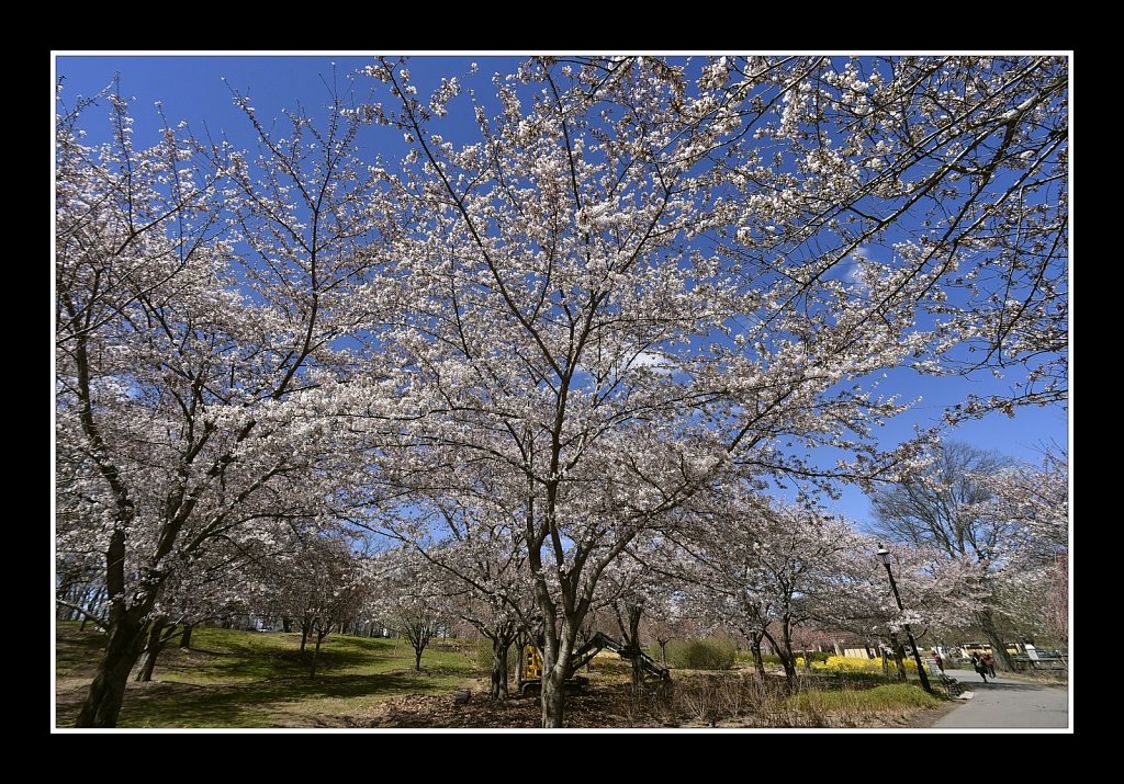 Branch Brook Park