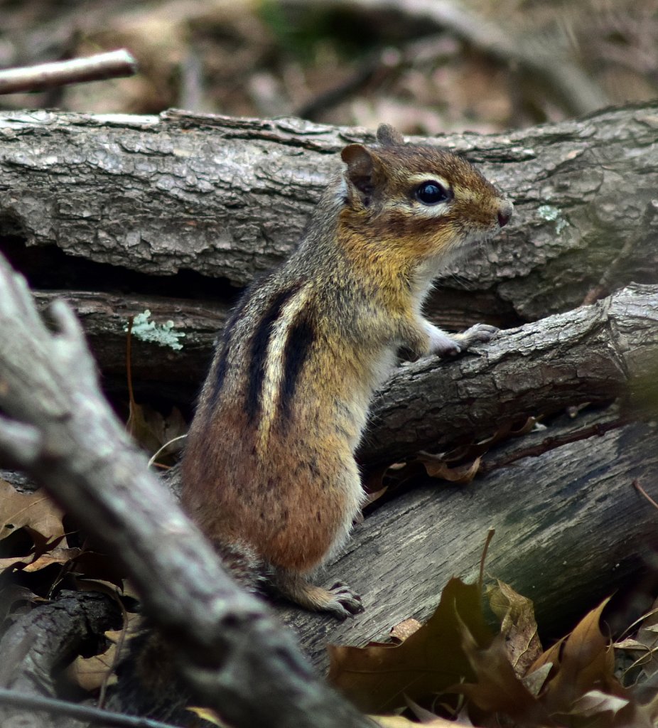 Chipmonk-6762.jpg