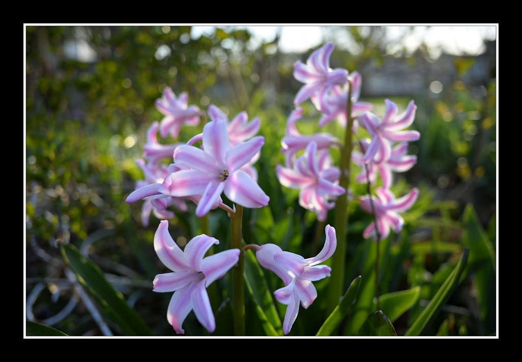 Hyacinth