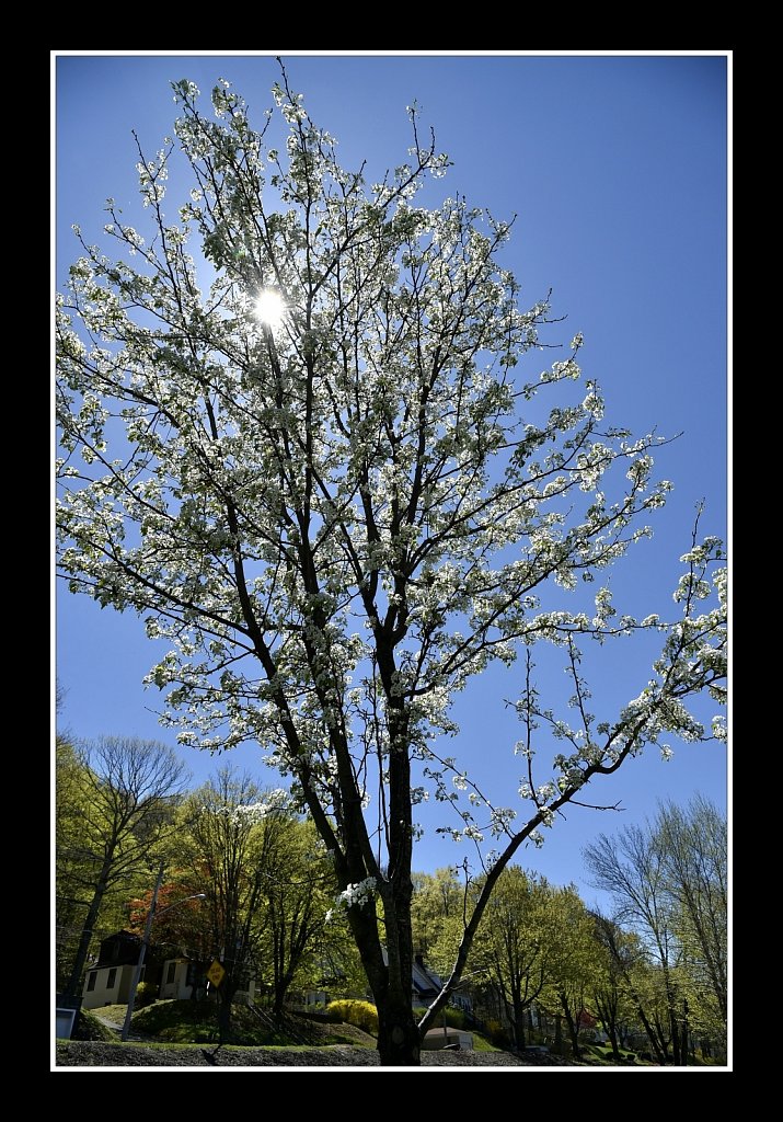 Blossoms at Hurd Park