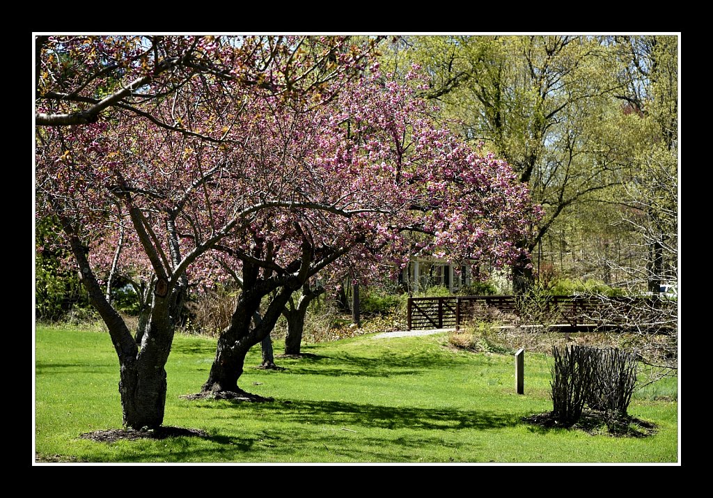 Blossoms at Hurd Park