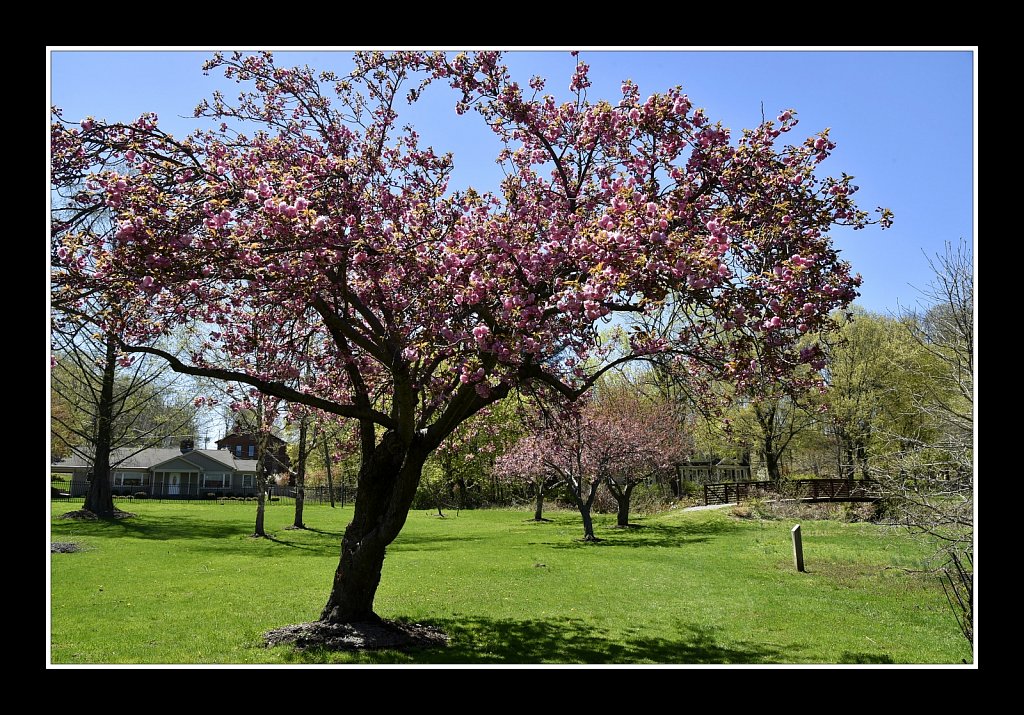 Blossoms at Hurd Park