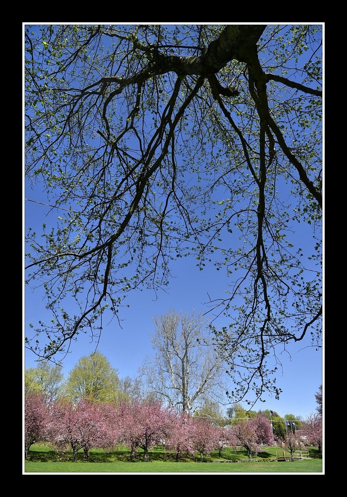 Blossoms at Hurd Park