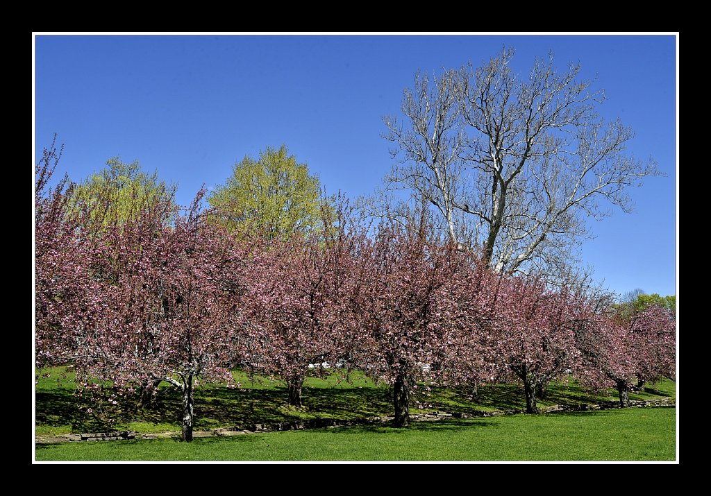 Blossoms at Hurd Park