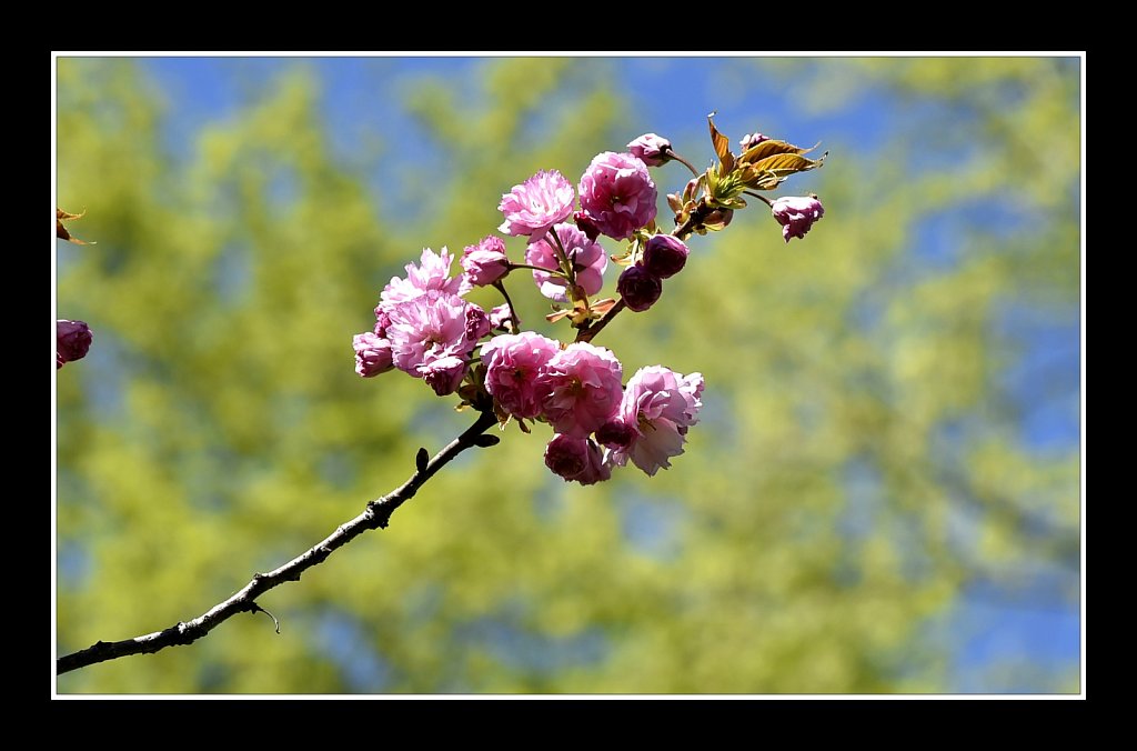 Blossoms at Hurd Park