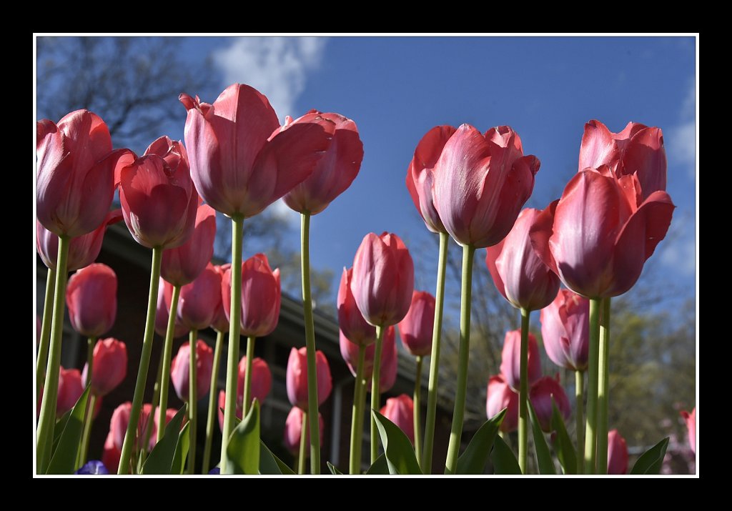 Tulip Garden