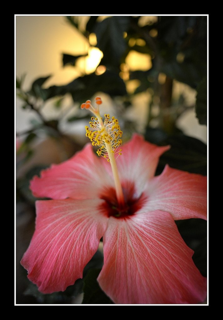 Hibiscus