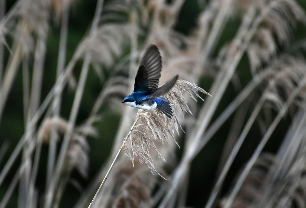 Tree-swallow-2334-copy.jpg