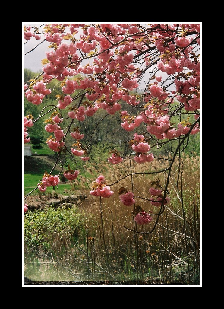 Blossoms at Hurd Park