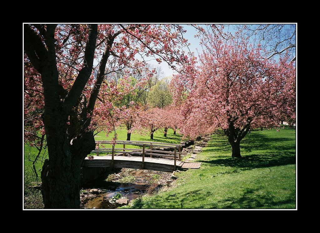 Blossoms at Hurd Park