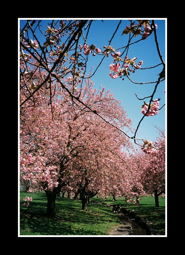 Blossoms at Hurd Park