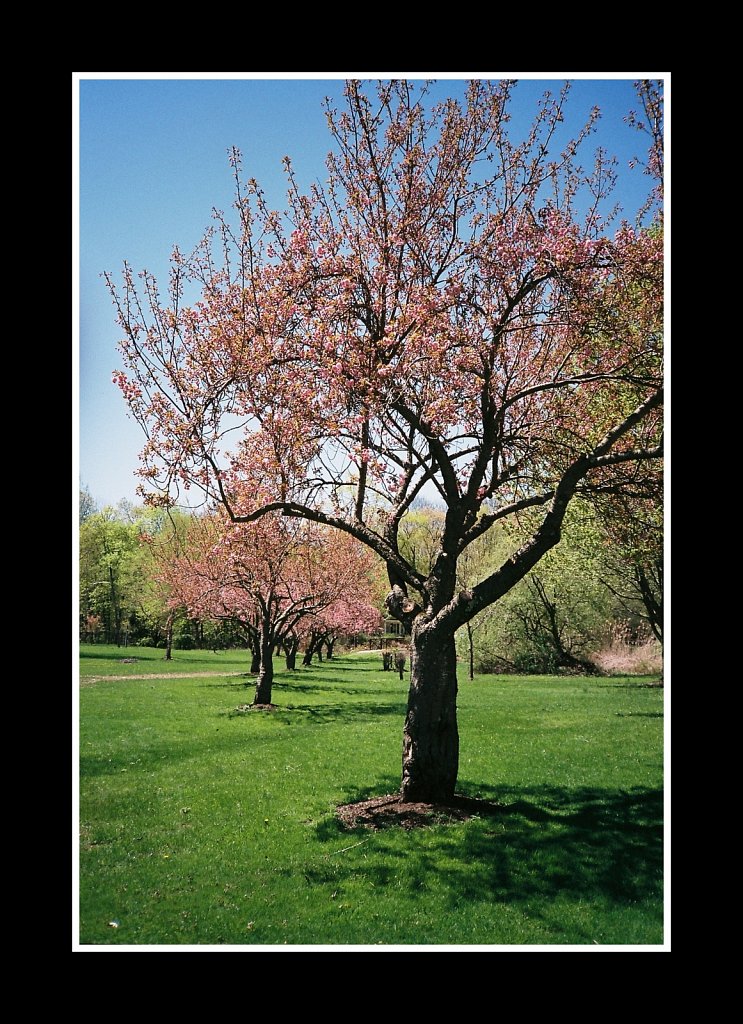 Blossoms at Hurd Park