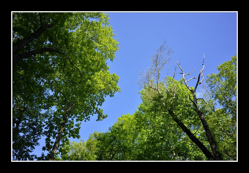 Spring Day