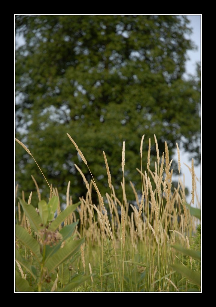 Teetertown Preserve 