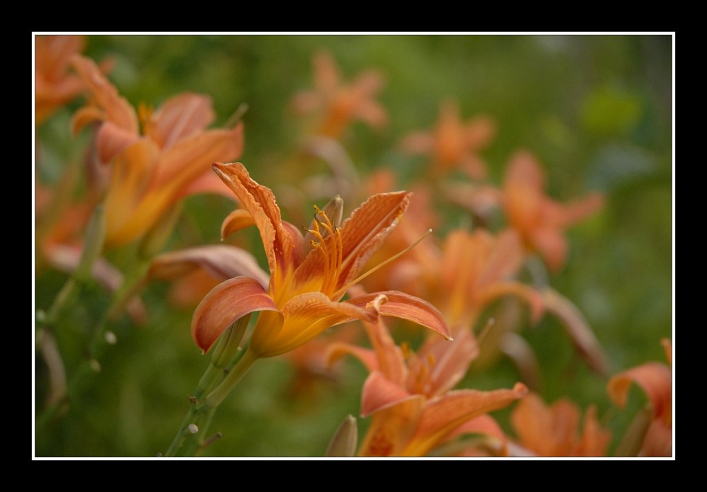 Teetertown Preserve 