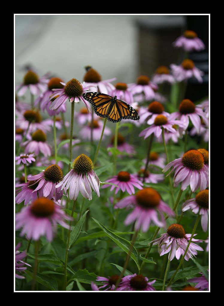 Monarch Butterfly