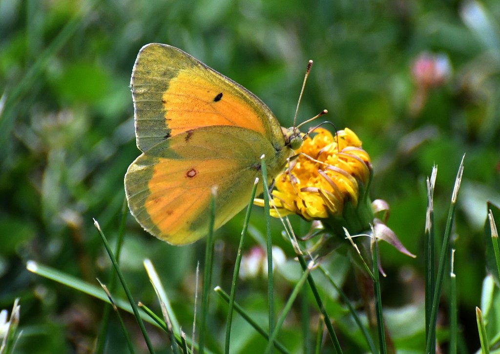 Clouded Sulphur 