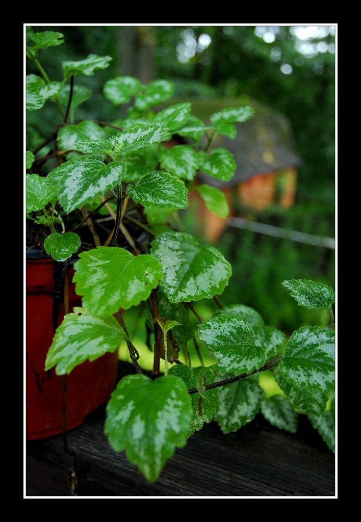 Summer Foliage