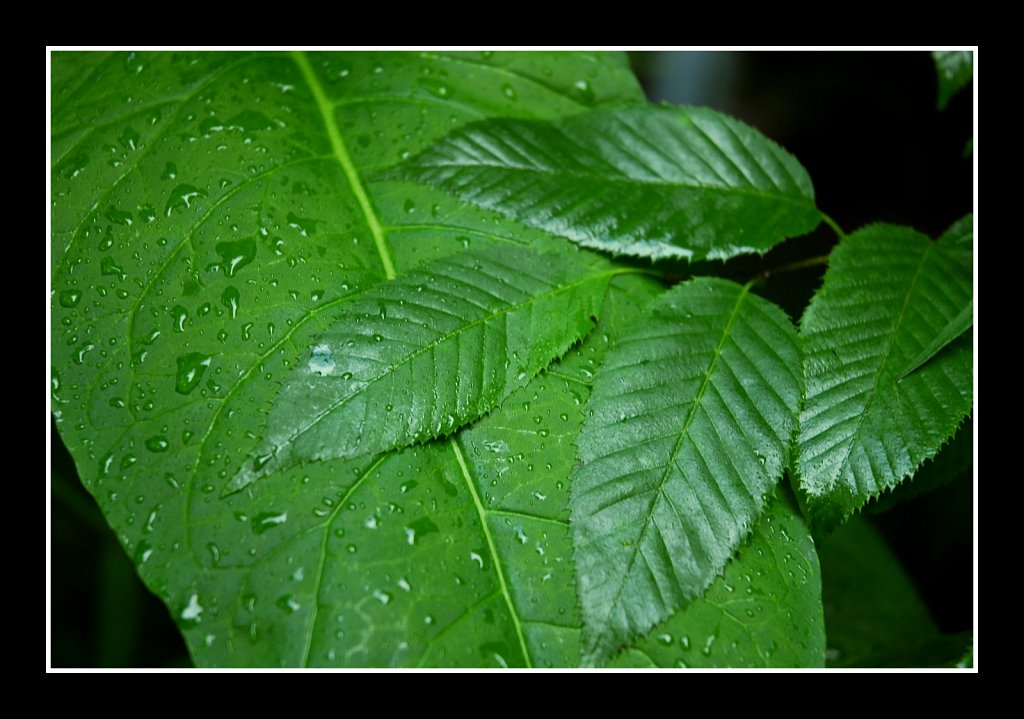 Summer Foliage