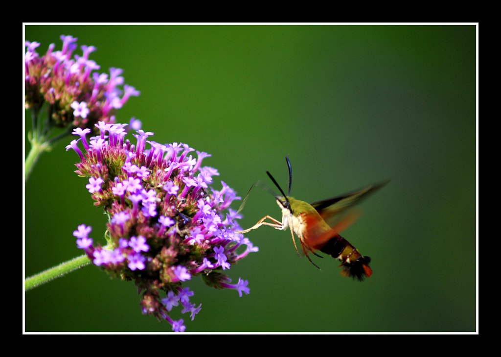 Hummingbird Moth 