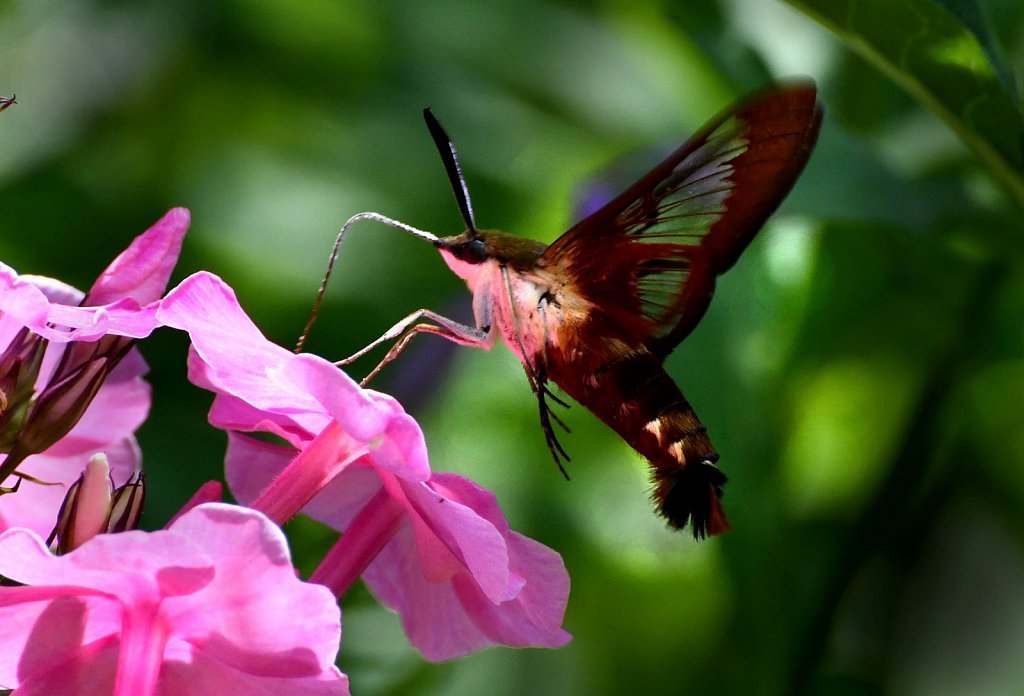 Hummingbird Moth