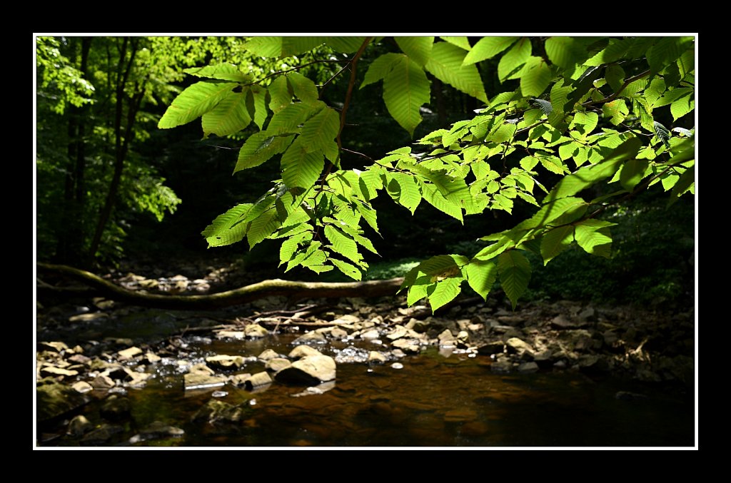Schooley's Mountain Park
