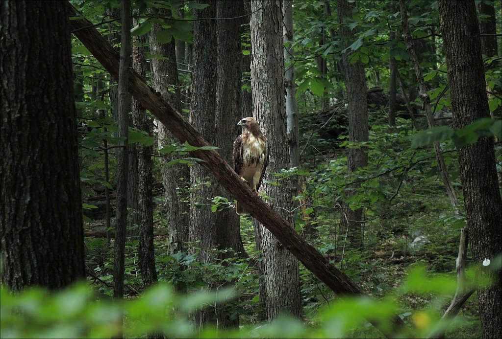 Red Tail Hawk