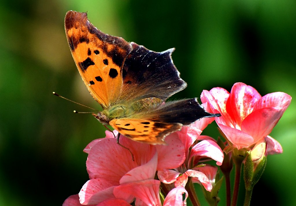 Qustion Mark Butterfly