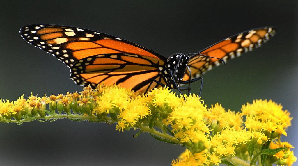 Monarch Butterfly