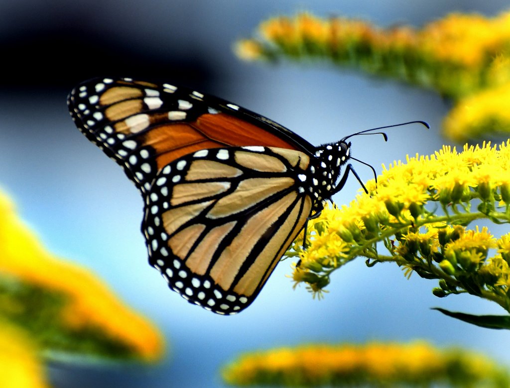 Monarch Butterfly