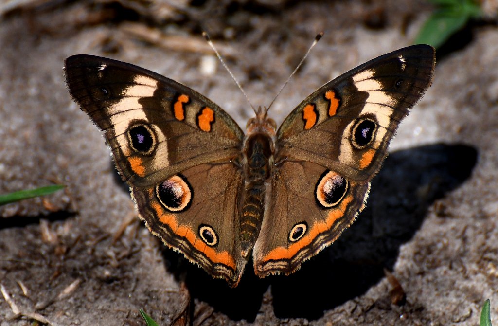 Butterflies And Moths of New Jersey