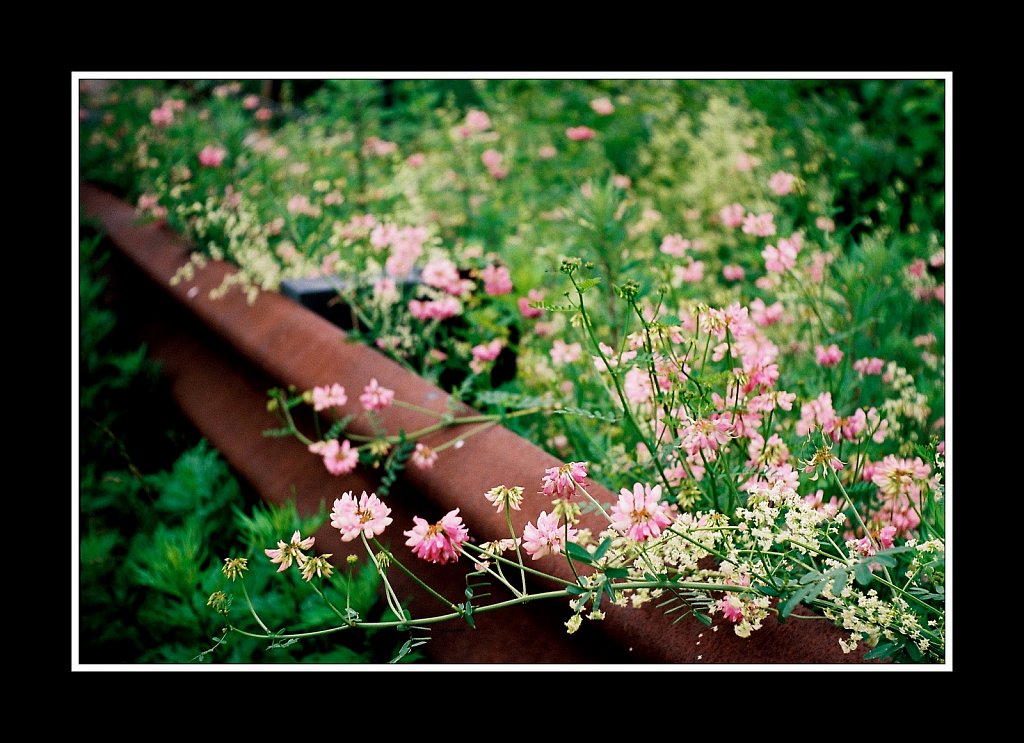 Guarding the Wildflowers 