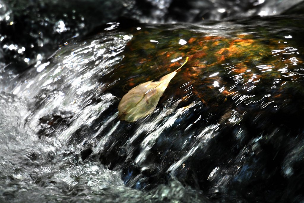 Jackson Brook