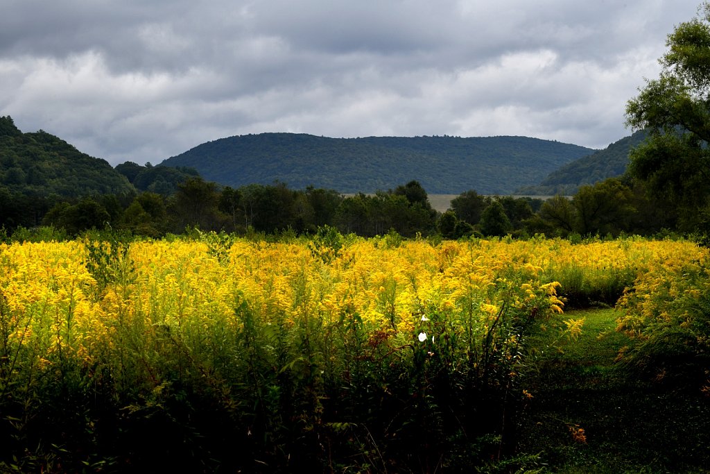 Downsville NY