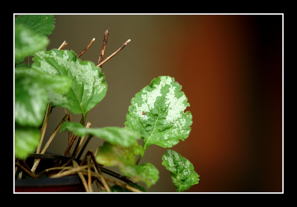 Green Leaves