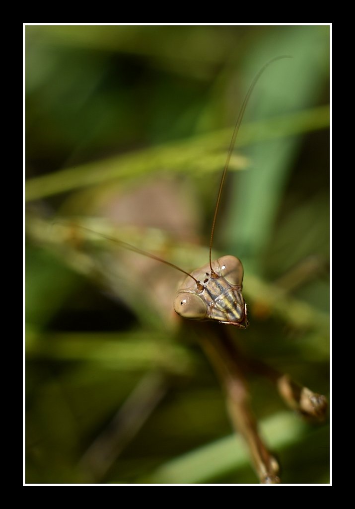 Praying Mantis