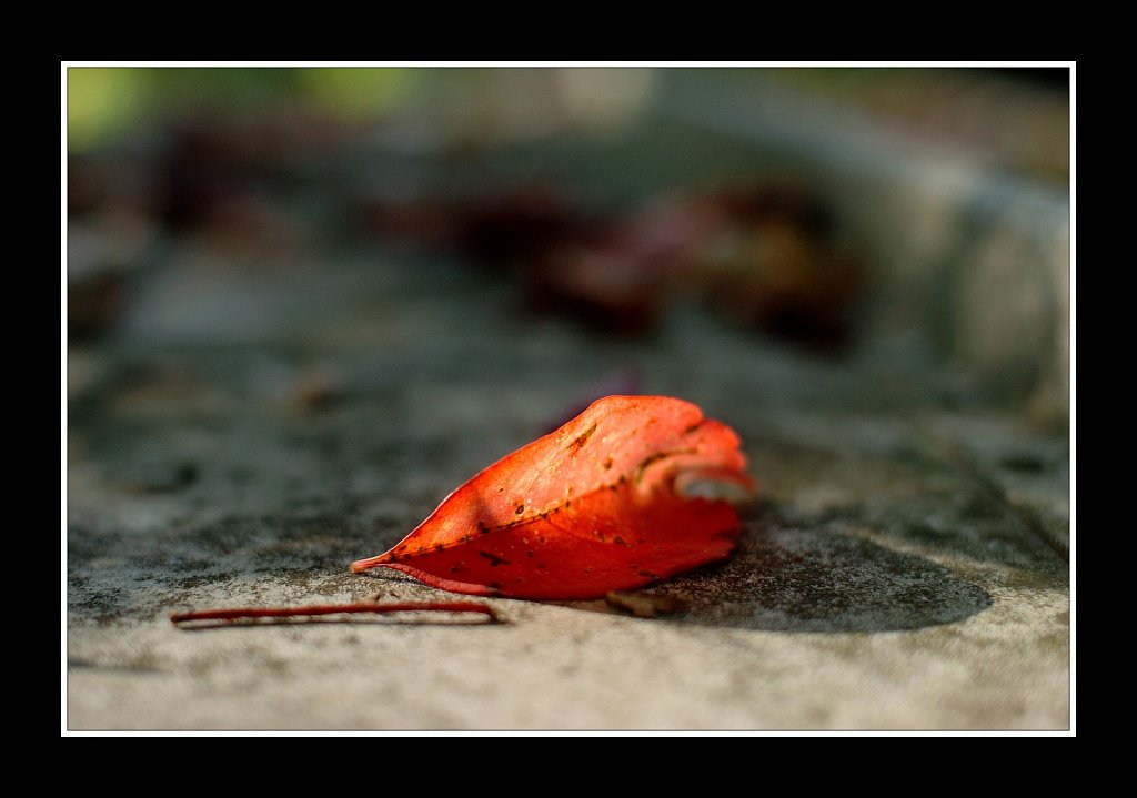 Orange Leaf