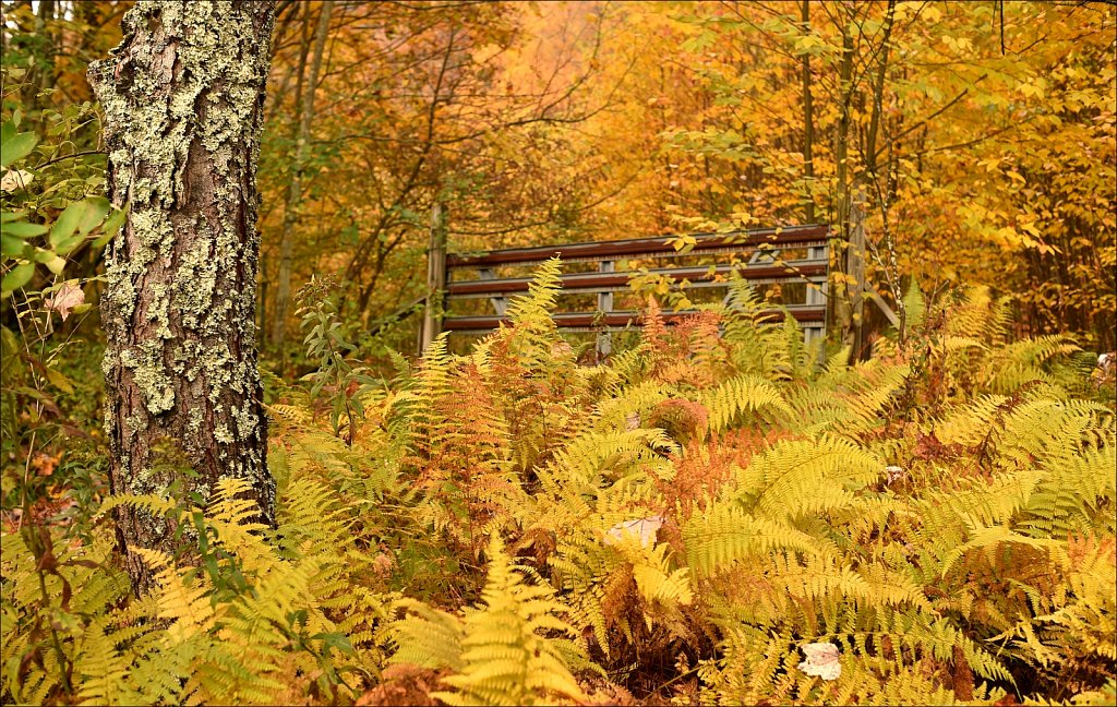 Fall 2019 NYS