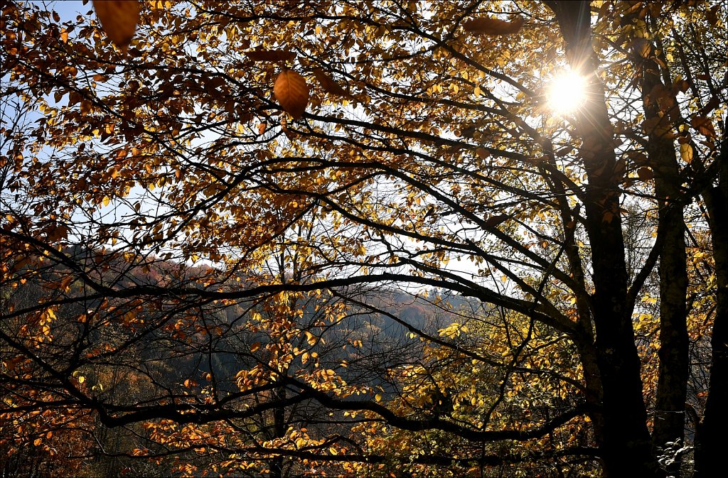 Fall 2019 NYS