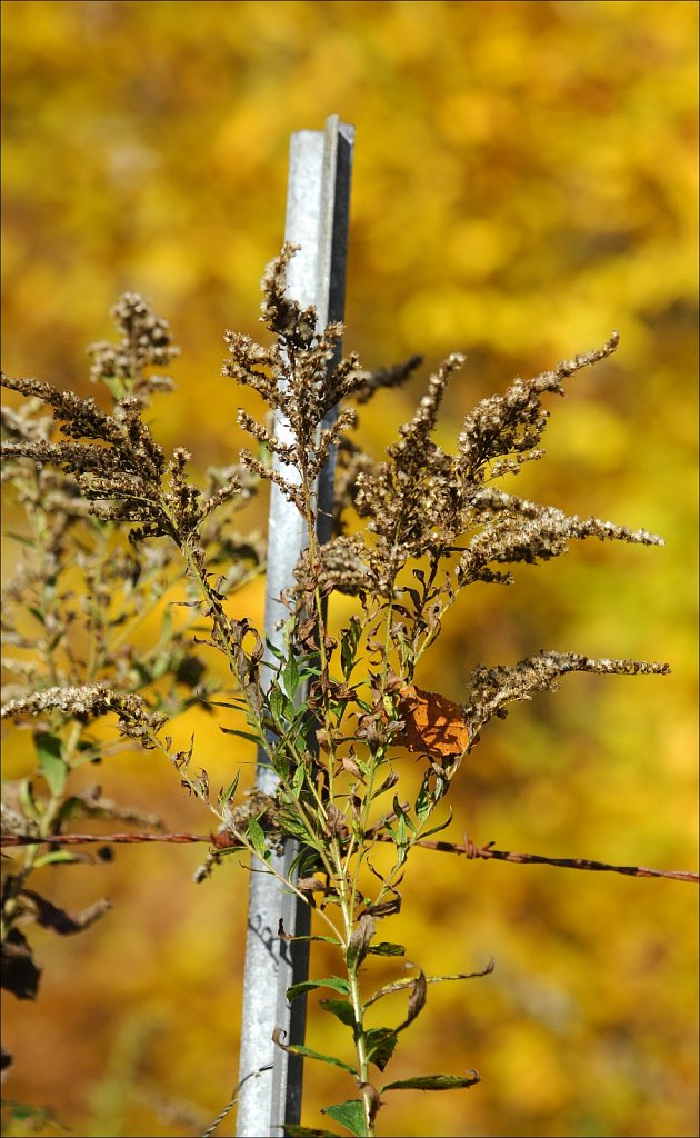 Fall 2019 Upstate NY