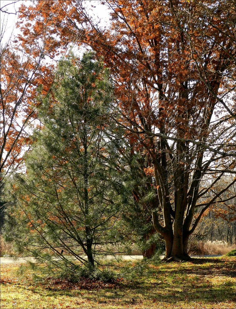 Willowwood Arboretum 