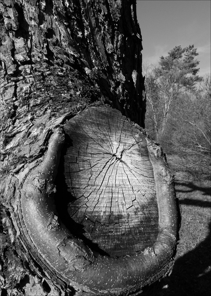 Willowwood Arboretum 