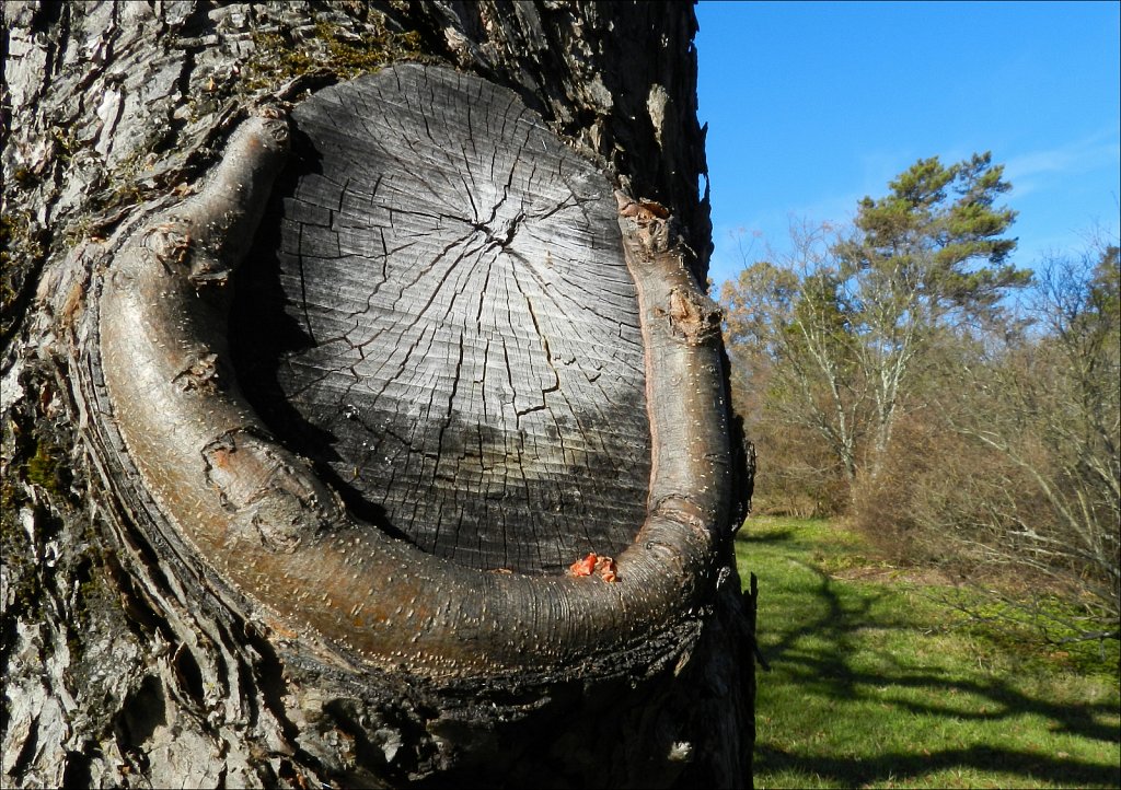 Willowwood Arboretum 