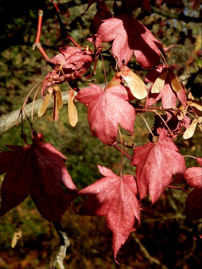 Willowwood Arboretum 